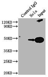 PD-L2 Monoclonal Antibody