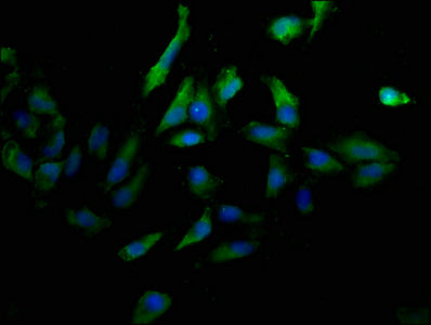 CD31 Monoclonal Antibody