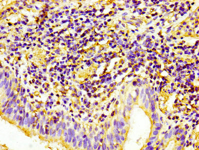 CD31 Monoclonal Antibody