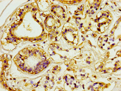 CD31 Monoclonal Antibody