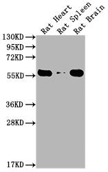 PKM Monoclonal Antibody