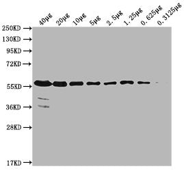 PKM Monoclonal Antibody