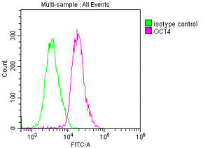 OCT4 Monoclonal Antibody