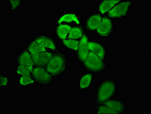 OCT4 Monoclonal Antibody