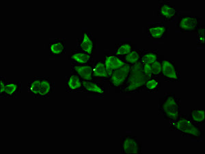 OCT4 Monoclonal Antibody