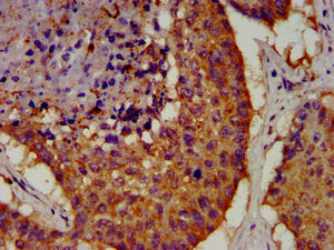 OCT4 Monoclonal Antibody