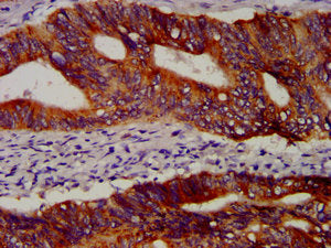 OCT4 Monoclonal Antibody