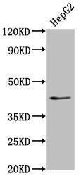 OCT4 Monoclonal Antibody