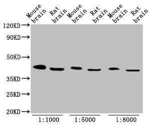 OCT4 Monoclonal Antibody