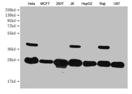 PRDX3 Monoclonal Antibody