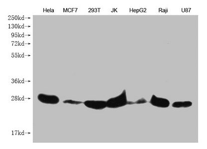 PRDX3 Monoclonal Antibody
