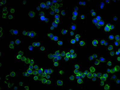 YWHAZ Monoclonal Antibody