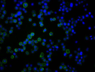 CD45 Monoclonal Antibody