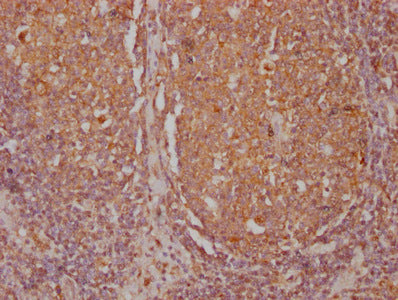 CD45 Monoclonal Antibody