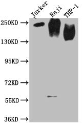 CD45 Monoclonal Antibody