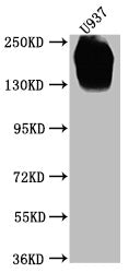 CD45 Monoclonal Antibody
