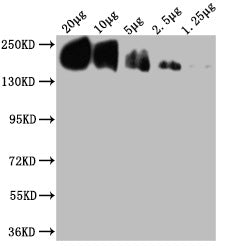 CD45 Monoclonal Antibody