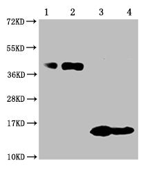 TNFRSF17 Monoclonal Antibody