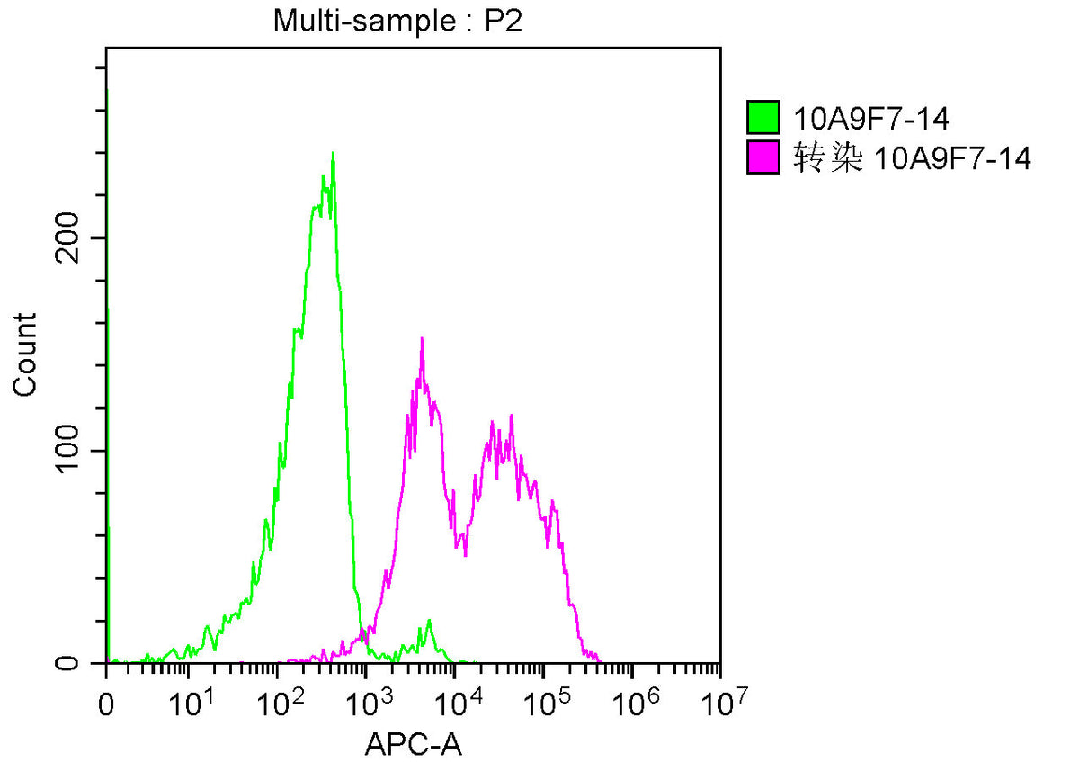 TNFRSF17 Monoclonal Antibody