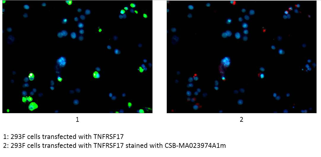 TNFRSF17 Monoclonal Antibody