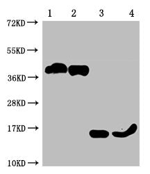 TNFRSF17 Monoclonal Antibody