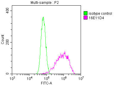 TUBB  Monoclonal Antibody