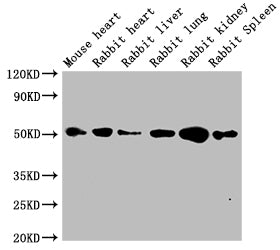 TUBB  Monoclonal Antibody