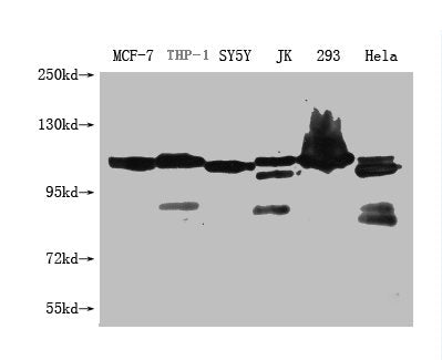 USP6 Monoclonal Antibody