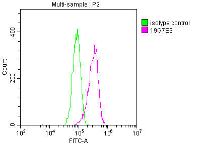 YWHAZ Monoclonal Antibody