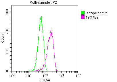 YWHAZ Monoclonal Antibody