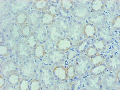SPP1 Monoclonal Antibody