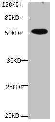 SPP1 Monoclonal Antibody