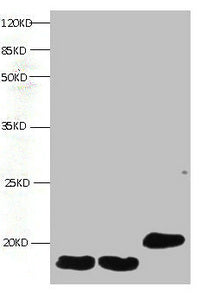 FABP3 Monoclonal Antibody