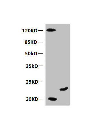 MB Monoclonal Antibody