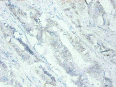 MFGE8 Monoclonal Antibody