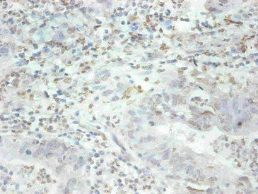 MFGE8 Monoclonal Antibody