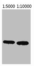 ECFP-Tag Monoclonal Antibody