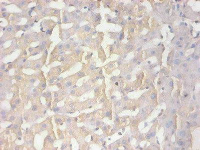 AMBP Monoclonal Antibody