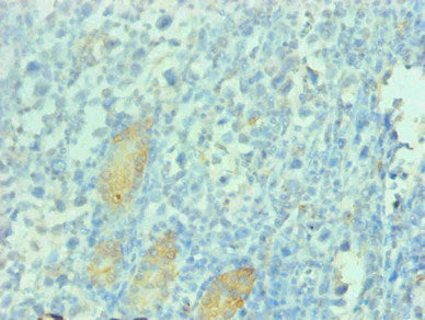 PGC Monoclonal Antibody