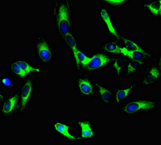 PODXL Monoclonal Antibody