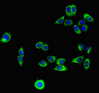 PODXL Monoclonal Antibody