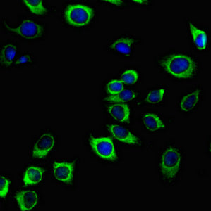 PODXL Monoclonal Antibody