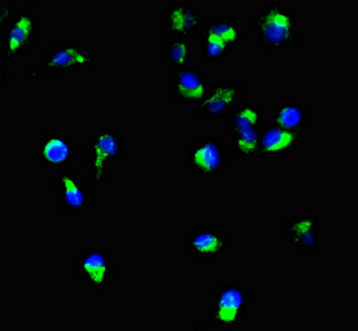 PODXL Monoclonal Antibody