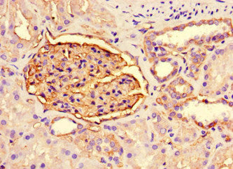 PODXL Monoclonal Antibody