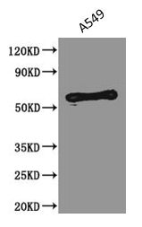 PODXL Monoclonal Antibody