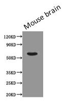 PODXL Monoclonal Antibody