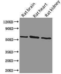 PODXL Monoclonal Antibody