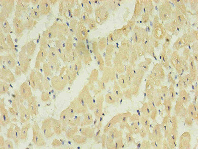 NPPB Monoclonal Antibody