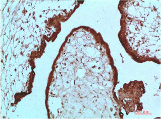CBX5 Monoclonal Antibody
