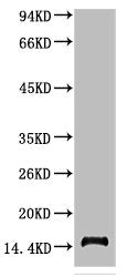 TTR Monoclonal Antibody